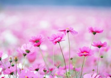 Beautiful-pink-windflowers-HD-wallpaper_5120x2880