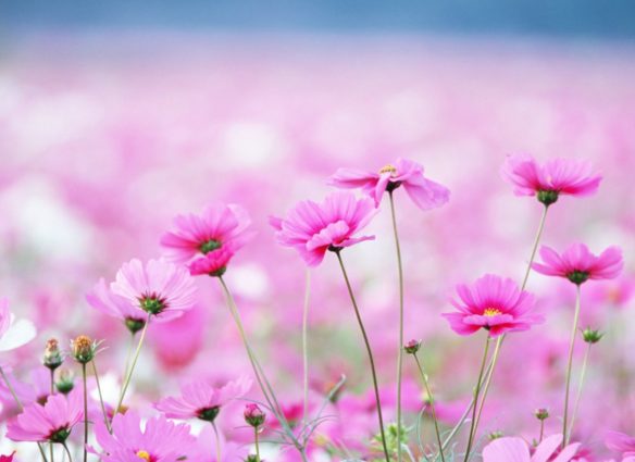 Beautiful-pink-windflowers-HD-wallpaper_5120x2880