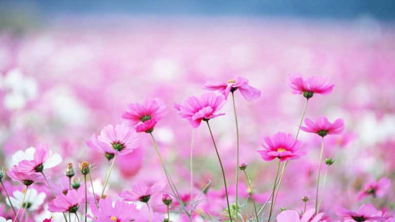 Beautiful-pink-windflowers-HD-wallpaper_5120x2880