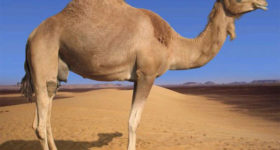 camel