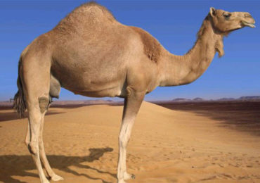 camel