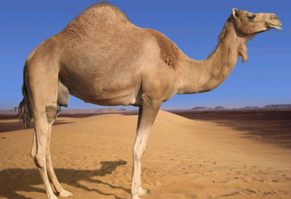 camel