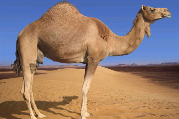 camel