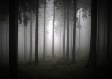 epa03952570 Thick fog glooms a forest on Feldberg mountain near Schmitten, Germany, 16 November 2013.  EPA/FREDRIK VON ERICHSEN