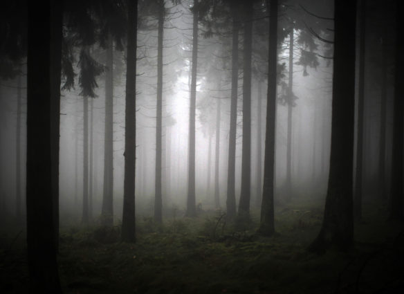 epa03952570 Thick fog glooms a forest on Feldberg mountain near Schmitten, Germany, 16 November 2013.  EPA/FREDRIK VON ERICHSEN