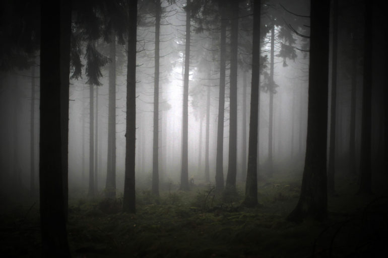 epa03952570 Thick fog glooms a forest on Feldberg mountain near Schmitten, Germany, 16 November 2013.  EPA/FREDRIK VON ERICHSEN