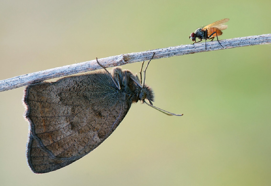 Притча о мухе. Муха мотылек. Муха и бабочка. Мушка мотылек. Навозная бабочка.