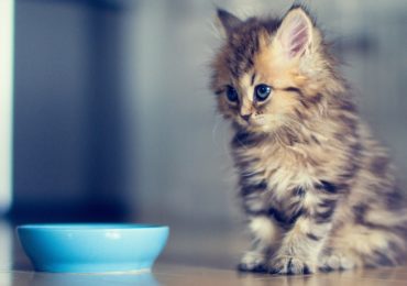 www.GetBg.net_Animals___Cats_Small_cat_asks_milk_046873_