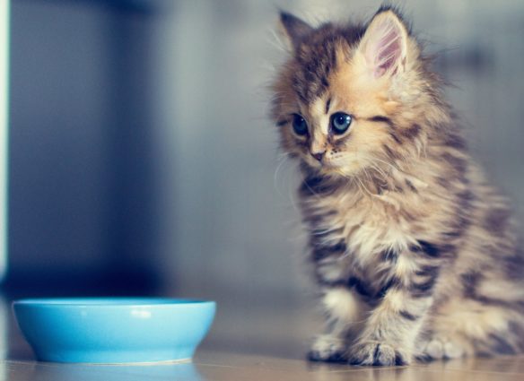 www.GetBg.net_Animals___Cats_Small_cat_asks_milk_046873_