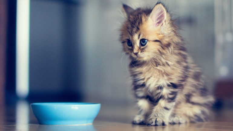 www.GetBg.net_Animals___Cats_Small_cat_asks_milk_046873_