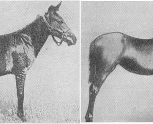 1929-zebroid