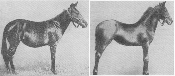 1929-zebroid