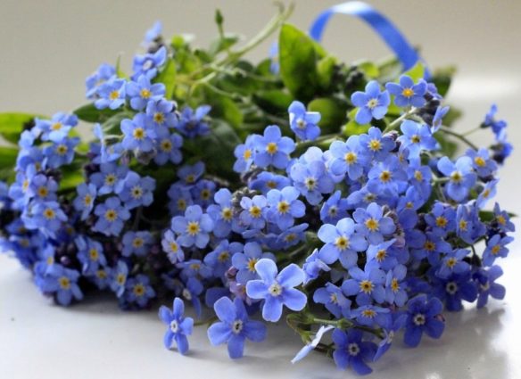 nezabudki_foto_10