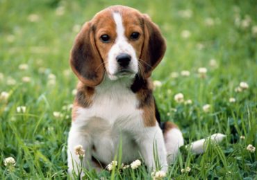 beagle-hound-28-cool-hd-wallpaper