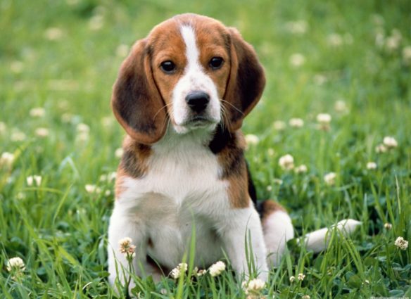 beagle-hound-28-cool-hd-wallpaper