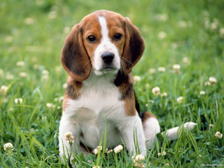 beagle-hound-28-cool-hd-wallpaper