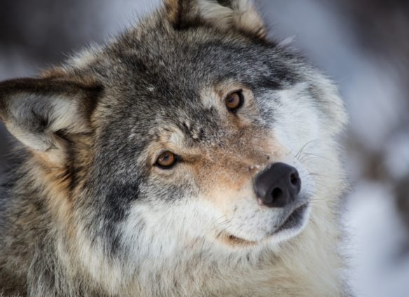 volk