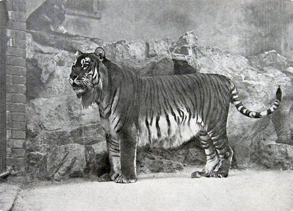 kaspijskij-tigr