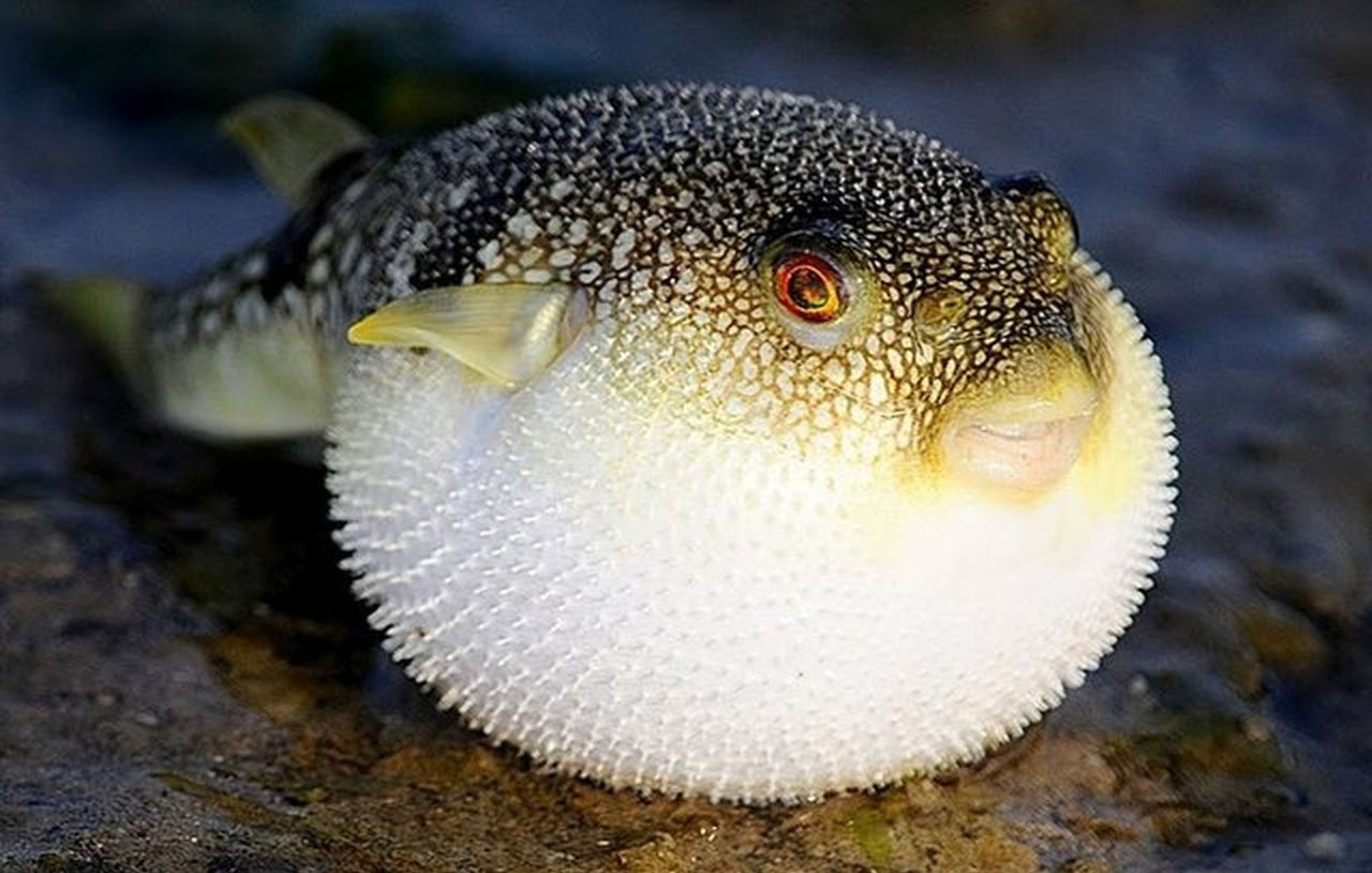 fugu