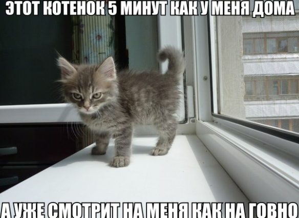 kotik