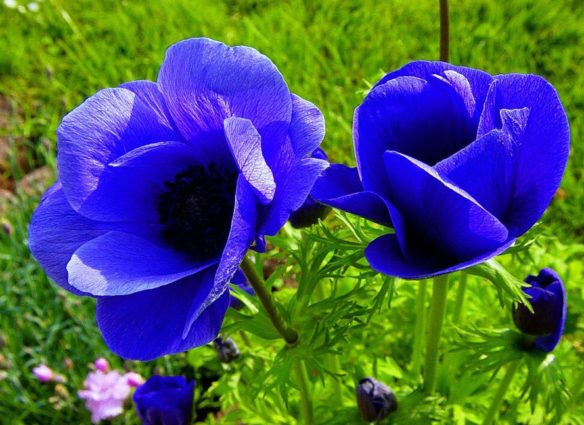 Синие цветы