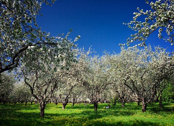 Яблоневый сад