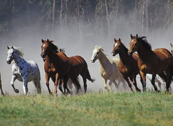 Табун лошадей