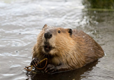 busy-as-a-beaver