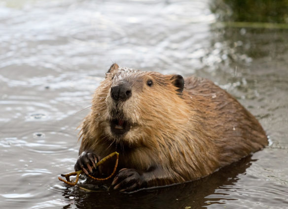 busy-as-a-beaver
