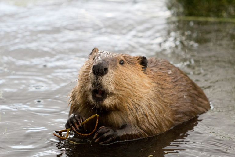 busy-as-a-beaver