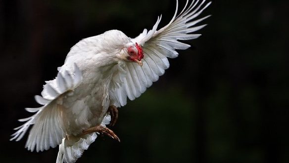 Летающая курица