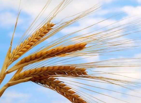 Поле пшеницы