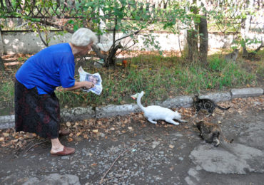 Бабушка и кошки