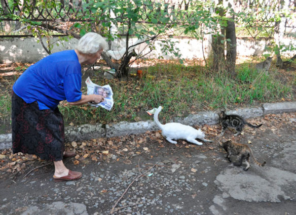 Бабушка и кошки