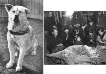 hachiko-last-photo6