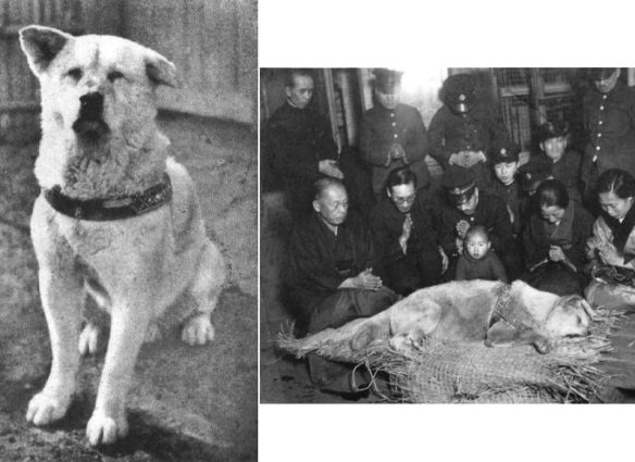 hachiko-last-photo6